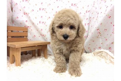 成約済の滋賀県のトイプードル-17255の1枚目