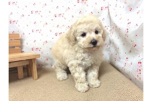 成約済の滋賀県のトイプードル-17256の2枚目