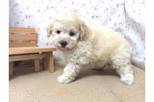 成約済の滋賀県のトイプードル-17256の1枚目