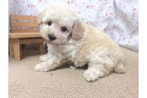 成約済の滋賀県のトイプードル-17257の2枚目