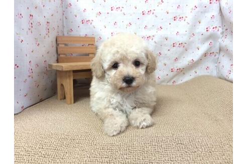 成約済の滋賀県のトイプードル-17257の1枚目