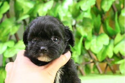 成約済の京都府のチワプー:チワワ×トイプードル-17259の5枚目