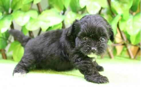 成約済の京都府のチワプー:チワワ×トイプードル-17259の4枚目