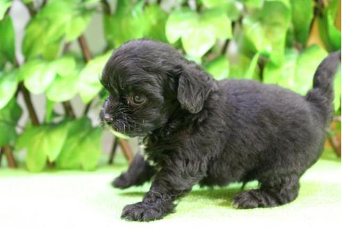 成約済の京都府のチワプー:チワワ×トイプードル-17259の3枚目