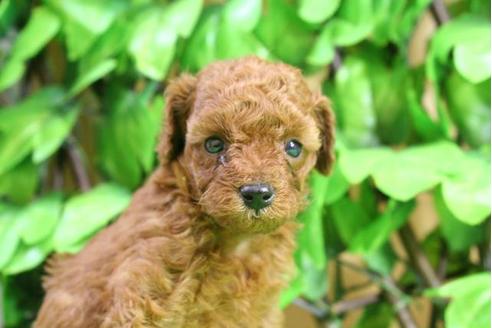 成約済の京都府のトイプードル-17261の4枚目