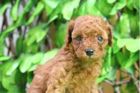 成約済の京都府のトイプードル-17261の3枚目