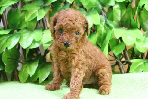 成約済の京都府のトイプードル-17261の2枚目