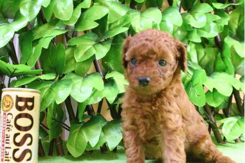 成約済の京都府のトイプードル-17261の1枚目