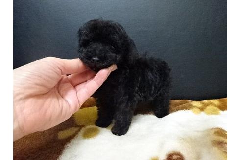 成約済の大阪府のトイプードル-17271の1枚目