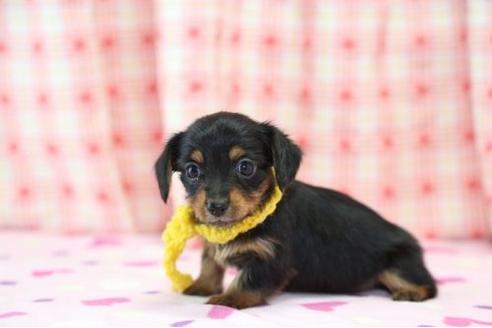 成約済の大分県のミックス犬-17289の1枚目