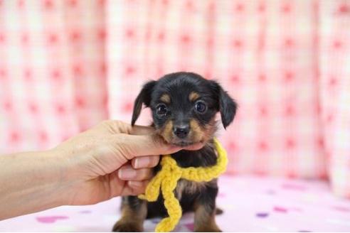 成約済の大分県のミックス犬-17289の2枚目