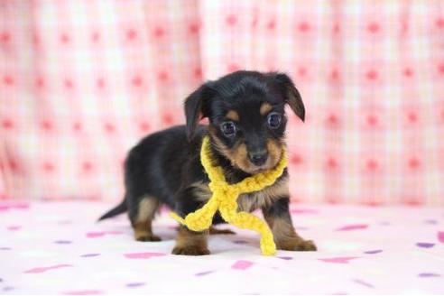 成約済の大分県のミックス犬-17289の3枚目