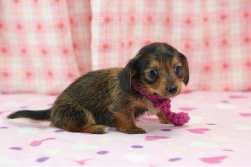 成約済の大分県のミックス犬-17291の2枚目