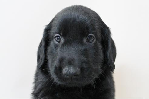 成約済の千葉県のフラットコーテッドレトリーバー-16589の3枚目