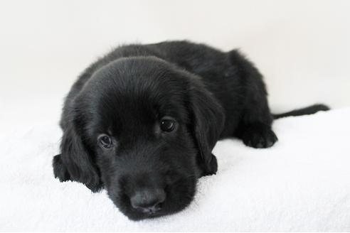 成約済の千葉県のフラットコーテッドレトリーバー-16589の2枚目