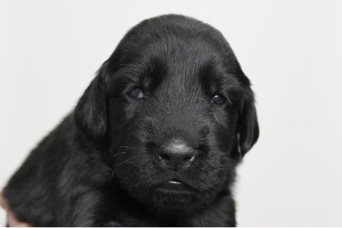 成約済の千葉県のフラットコーテッドレトリーバー-16589の1枚目