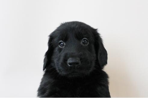 成約済の千葉県のフラットコーテッドレトリーバー-16583の3枚目