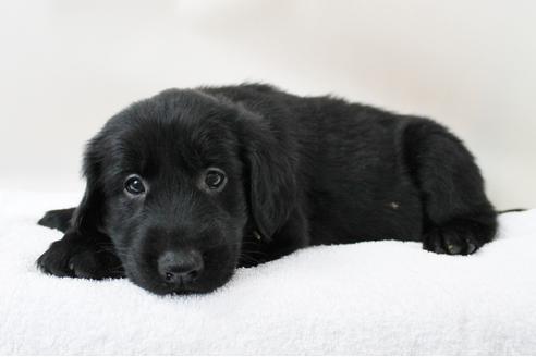 成約済の千葉県のフラットコーテッドレトリーバー-16583の2枚目