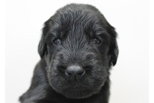 成約済の千葉県のフラットコーテッドレトリーバー-16583の1枚目