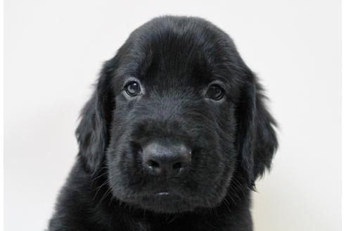 成約済の千葉県のフラットコーテッドレトリーバー-16577の3枚目