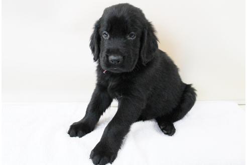 成約済の千葉県のフラットコーテッドレトリーバー-16577の2枚目