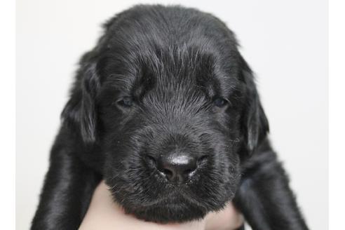 成約済の千葉県のフラットコーテッドレトリーバー-16577の1枚目