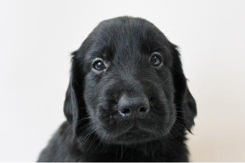 成約済の千葉県のフラットコーテッドレトリーバー-16578の3枚目