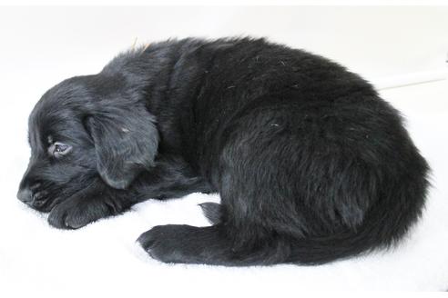 成約済の千葉県のフラットコーテッドレトリーバー-16578の2枚目