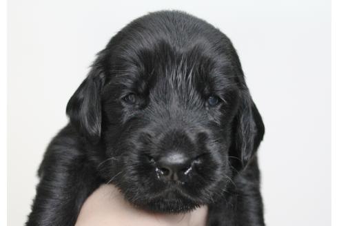 成約済の千葉県のフラットコーテッドレトリーバー-16578の1枚目