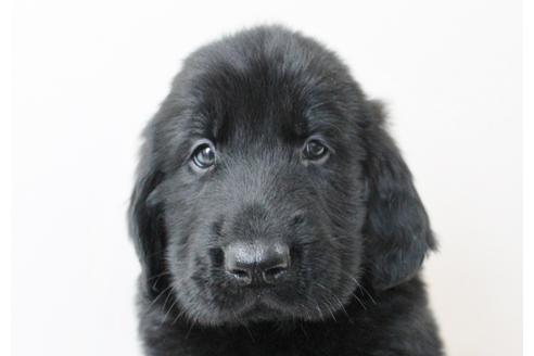 成約済の千葉県のフラットコーテッドレトリーバー-16576の3枚目