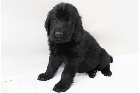 成約済の千葉県のフラットコーテッドレトリーバー-16576の2枚目