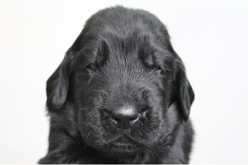 成約済の千葉県のフラットコーテッドレトリーバー-16576の1枚目