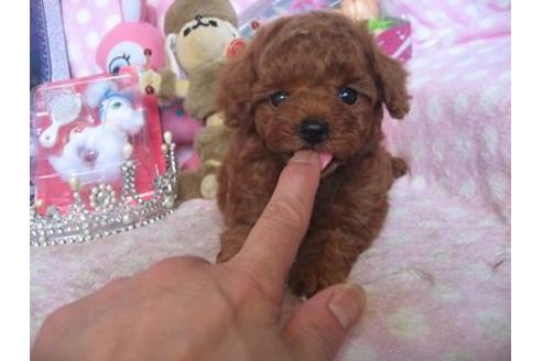 成約済の静岡県のトイプードル-17297の2枚目