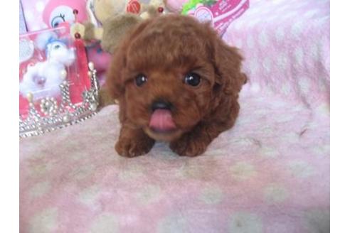 成約済の静岡県のトイプードル-17297の3枚目