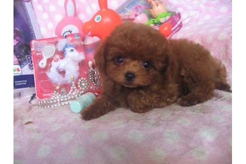 成約済の静岡県のトイプードル-17298の2枚目