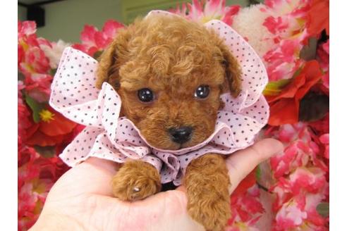 成約済の茨城県のトイプードル-17313の3枚目