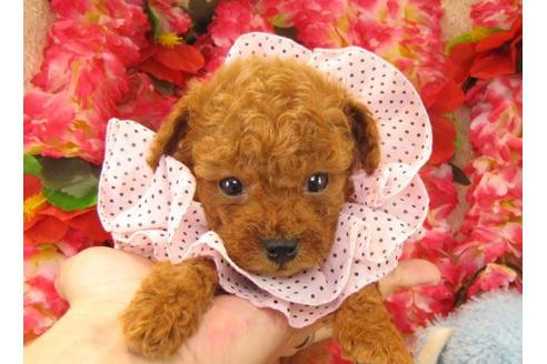 成約済の茨城県のトイプードル-17313の1枚目