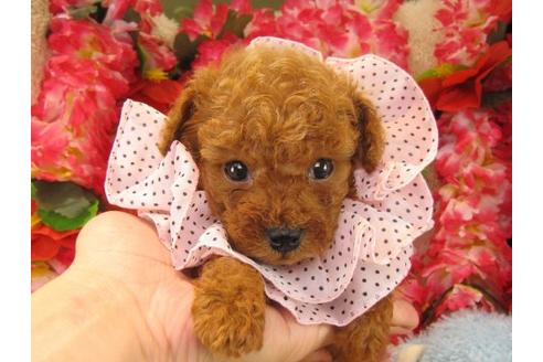 成約済の茨城県のトイプードル-17313の2枚目