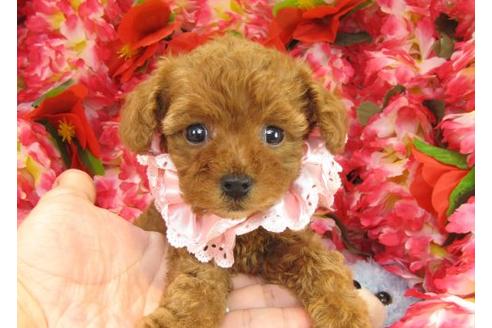 成約済の茨城県のトイプードル-17314の1枚目