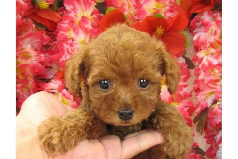 成約済の茨城県のトイプードル-17314の3枚目