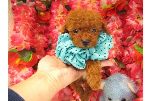 成約済の茨城県のトイプードル-17315の1枚目