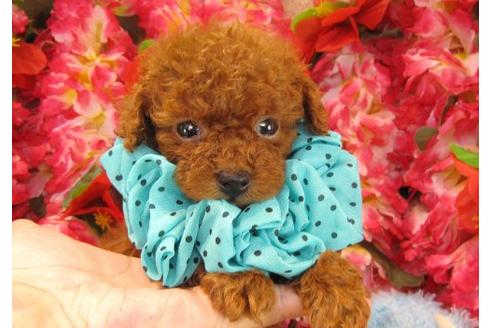 成約済の茨城県のトイプードル-17315の2枚目