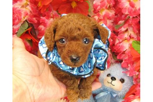 成約済の茨城県のトイプードル-17316の1枚目