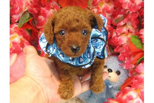 成約済の茨城県のトイプードル-17316の2枚目