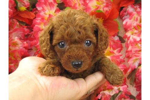 成約済の茨城県のトイプードル-17316の3枚目