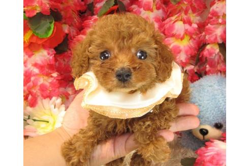 成約済の茨城県のトイプードル-17317の1枚目