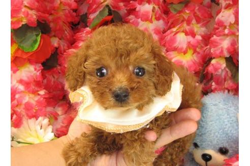 成約済の茨城県のトイプードル-17317の2枚目