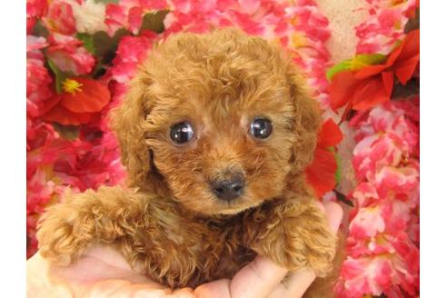 成約済の茨城県のトイプードル-17317の3枚目