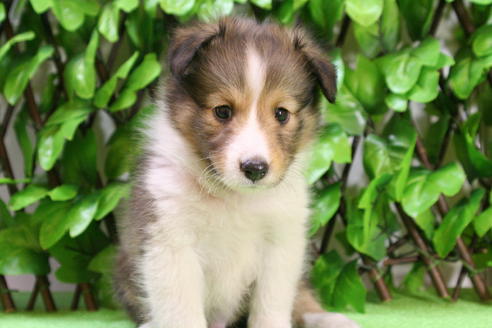 成約済の京都府のシェットランドシープドッグ(シェルティ)-17262の5枚目