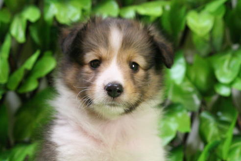 成約済の京都府のシェットランドシープドッグ(シェルティ)-17262の4枚目